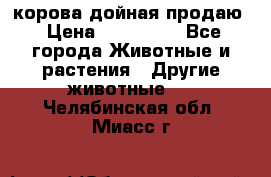 корова дойная продаю › Цена ­ 100 000 - Все города Животные и растения » Другие животные   . Челябинская обл.,Миасс г.